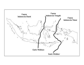 gambar peta fauna di indonesia.docx